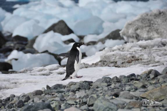 Pinguim Adelie caminha na praia de Turret Point, em King George Island, na Antártida